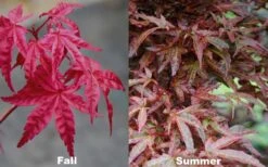 Beni Fushigi Japanese Maple - 1 Gallon Pot -Orchard Essence Japanese Maple Beni Fushigi 5