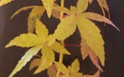 Bihou Yellow Bark Japanese Maple - 1 Gallon Pot 11 Bihou Yellow Bark Japanese Maple - 1 Gallon Pot -Orchard Essence Japanese Maple Bihou Yellow Bark 1