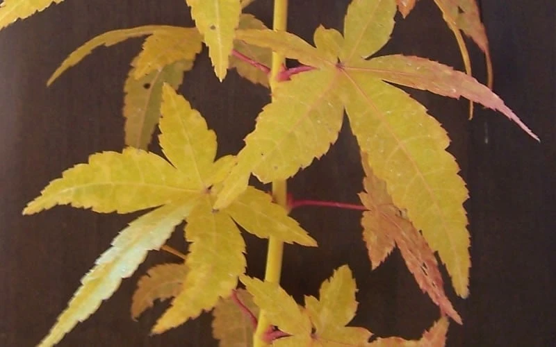Bihou Yellow Bark Japanese Maple - 1 Gallon Pot 6 Bihou Yellow Bark Japanese Maple - 1 Gallon Pot - Image 4