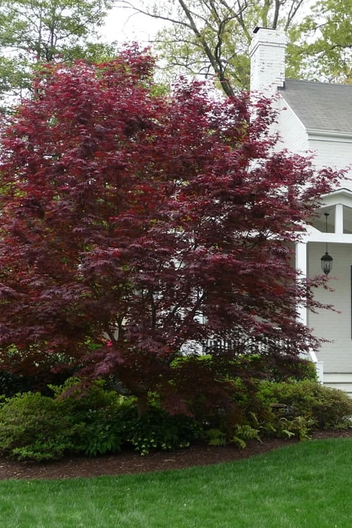 Bloodgood Red Leaf Japanese Maple - 5 Gallon Pot (2-3') 6 Bloodgood Red Leaf Japanese Maple - 5 Gallon Pot (2-3') - Image 4