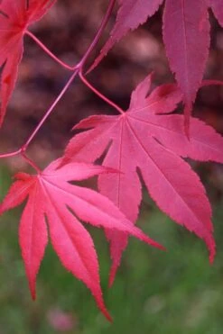 Bloodgood Red Leaf Japanese Maple - 7 Gallon Pot (4-5') -Orchard Essence Japanese Maple Boodgood 22 2