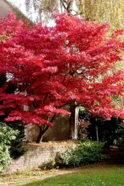 Bloodgood Red Leaf Japanese Maple - 5 Gallon Pot (2-3') 14 Bloodgood Red Leaf Japanese Maple - 5 Gallon Pot (2-3') -Orchard Essence Japanese Maple Boodgood 23 1