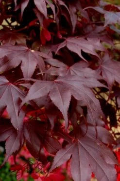 Bloodgood Red Leaf Japanese Maple - 7 Gallon Pot (4-5') -Orchard Essence Japanese Maple Boodgood 24 2
