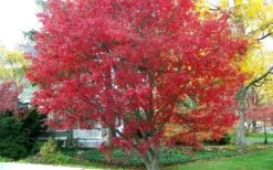 Burgundy Lace Japanese Maple - 5 Gallon Pot -Orchard Essence Japanese Maple Burgundy Lace 1