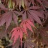Burgundy Lace Japanese Maple - 5 Gallon Pot 1 Burgundy Lace Japanese Maple - 5 Gallon Pot -Orchard Essence Japanese Maple Burgundy Lace 2