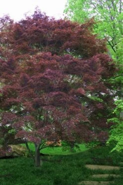 Burgundy Lace Japanese Maple - 5 Gallon Pot -Orchard Essence Japanese Maple Burgundy Lace 4