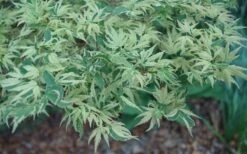 Butterfly Japanese Maple - 5 Gallon Pot -Orchard Essence Japanese Maple Butterfly 3