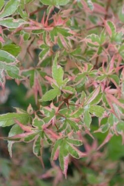 Butterfly Japanese Maple - 5 Gallon Pot -Orchard Essence Japanese Maple Butterfly 4