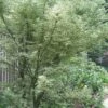 Butterfly Japanese Maple - 5 Gallon Pot -Orchard Essence Japanese Maple Butterfly 5