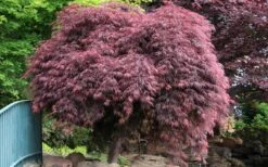 Crimson Queen Dwarf Japanese Maple (High Graft Tree Form) - 1 Gallon Pot 15 Crimson Queen Dwarf Japanese Maple (High Graft Tree Form) - 1 Gallon Pot -Orchard Essence Japanese Maple Crimson Queen 22 1