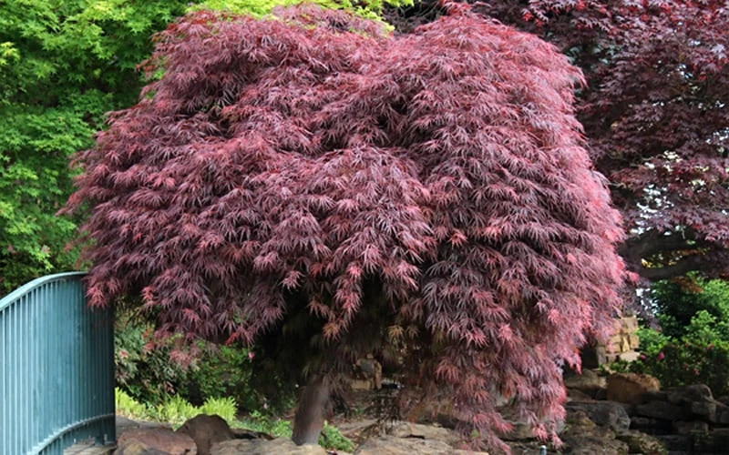 Crimson Queen Dwarf Japanese Maple - 3 Gallon Pot 9 Crimson Queen Dwarf Japanese Maple - 3 Gallon Pot - Image 7