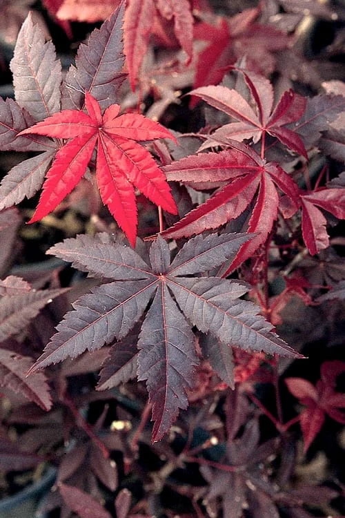 Emperor 1 Japanese Maple - 2 Gallon Pot 6 Emperor 1 Japanese Maple - 2 Gallon Pot - Image 4