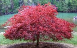 Firefall Lace Leaf Japanese Maple - 1 Gallon Pot -Orchard Essence Japanese Maple Firefall 1