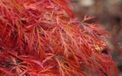 Firefall Lace Leaf Japanese Maple - 1 Gallon Pot -Orchard Essence Japanese Maple Firefall 2