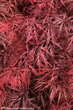 Firefall Lace Leaf Japanese Maple - 1 Gallon Pot -Orchard Essence Japanese Maple Firefall 3