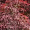 Firefall Lace Leaf Japanese Maple - 1 Gallon Pot -Orchard Essence Japanese Maple Firefall 4