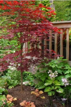 Fireglow Red Leaf Japanese Maple - 5 Gallon Pot (3-4') 13 Fireglow Red Leaf Japanese Maple - 5 Gallon Pot (3-4') -Orchard Essence Japanese Maple Fireglow 500x750 2