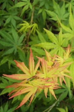 Glowing Embers Japanese Maple - 7 Gallon Pot (5-6') -Orchard Essence Japanese Maple Glowing Embers 6
