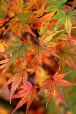 Glowing Embers Japanese Maple - 7 Gallon Pot (5-6') -Orchard Essence Japanese Maple Glowing Embers 7