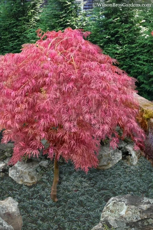 Hana Matoi Pink Leaf Japanese Maple - 6 Gallon Pot 3 Hana Matoi Pink Leaf Japanese Maple - 6 Gallon Pot