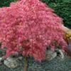 Hana Matoi Pink Leaf Japanese Maple (Acer Palmatum) - 2 Gallon Pot 1 Hana Matoi Pink Leaf Japanese Maple (Acer Palmatum) - 2 Gallon Pot -Orchard Essence Japanese Maple Hana Matoi 10