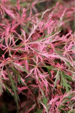 Hana Matoi Pink Leaf Japanese Maple - 6 Gallon Pot 9 Hana Matoi Pink Leaf Japanese Maple - 6 Gallon Pot -Orchard Essence Japanese Maple Hana Matoi Leaves Closeup 1