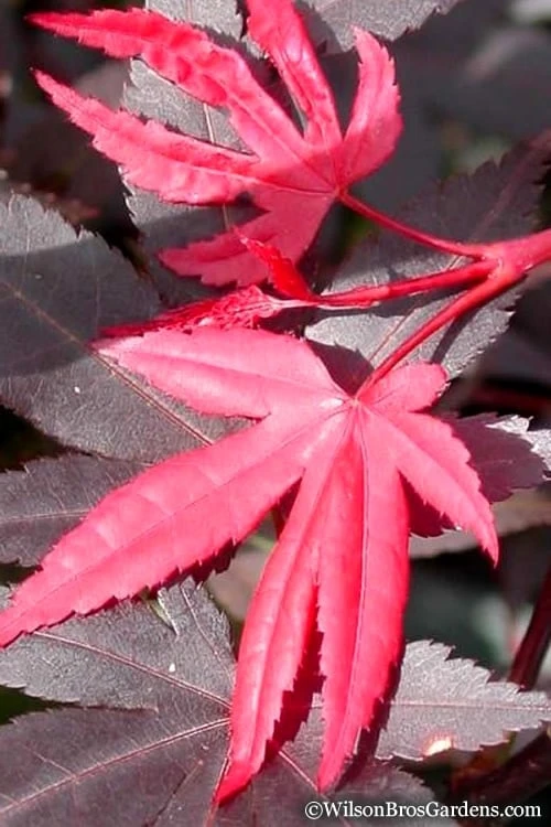 Red 'N Summer Japanese Maple - Acer Palmatum 'Hefner's Red' - 1 Gallon Pot 9 Red 'N Summer Japanese Maple - Acer Palmatum 'Hefner's Red' - 1 Gallon Pot - Image 7
