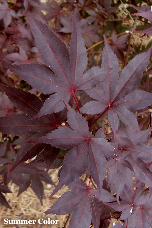 Red 'N Summer Japanese Maple - Acer Palmatum 'Hefner's Red' - 1 Gallon Pot 7 Red 'N Summer Japanese Maple - Acer Palmatum 'Hefner's Red' - 1 Gallon Pot - Image 5