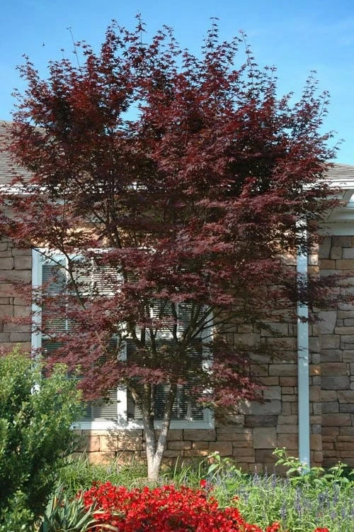 Red 'N Summer Japanese Maple - Acer Palmatum 'Hefner's Red' - 1 Gallon Pot 3 Red 'N Summer Japanese Maple - Acer Palmatum 'Hefner's Red' - 1 Gallon Pot