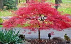 Inaba Shidare Red Japanese Maple - 2 Gallon Pot -Orchard Essence Japanese Maple Inaba Shidare 2 2