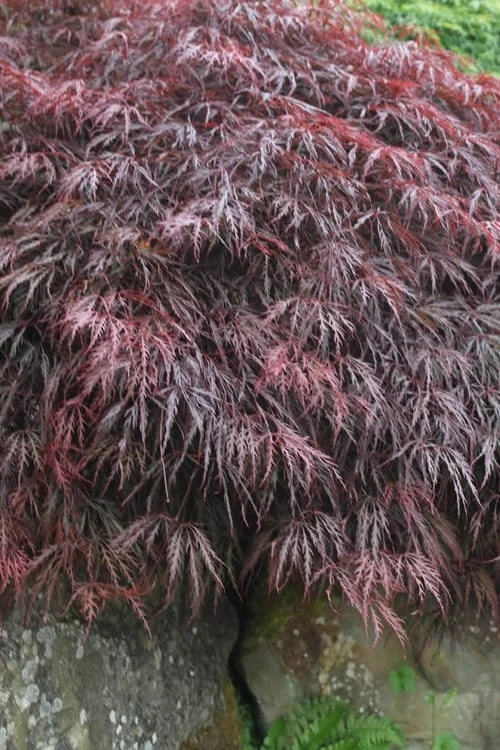 Inaba Shidare Red Japanese Maple - 5 Gallon Pot (2-3') 6 Inaba Shidare Red Japanese Maple - 5 Gallon Pot (2-3') - Image 4