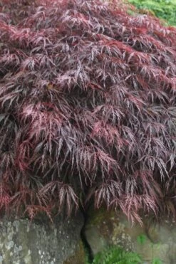 Inaba Shidare Red Japanese Maple - 2 Gallon Pot -Orchard Essence Japanese Maple Inaba Shidare 5 2