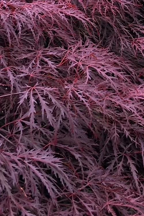 Inaba Shidare Red Japanese Maple - 5 Gallon Pot (2-3') 3 Inaba Shidare Red Japanese Maple - 5 Gallon Pot (2-3')