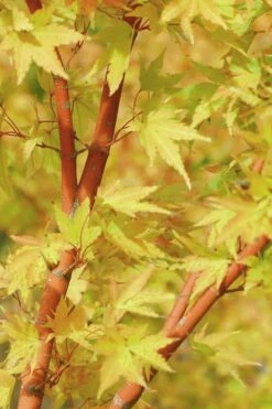 Japanese Sunrise Japanese Maple - 3 Gallon Pot 11 Japanese Sunrise Japanese Maple - 3 Gallon Pot -Orchard Essence Japanese Maple Japanese Sunrise Bark 500x700 1