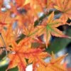 Japanese Sunrise Japanese Maple - 3 Gallon Pot -Orchard Essence Japanese Maple Japanese Sunrise Fall 500x700 1