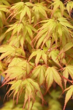 Katsura Japanese Maple - 3 Gallon Pot 12 Katsura Japanese Maple - 3 Gallon Pot -Orchard Essence Japanese Maple Katsura 1