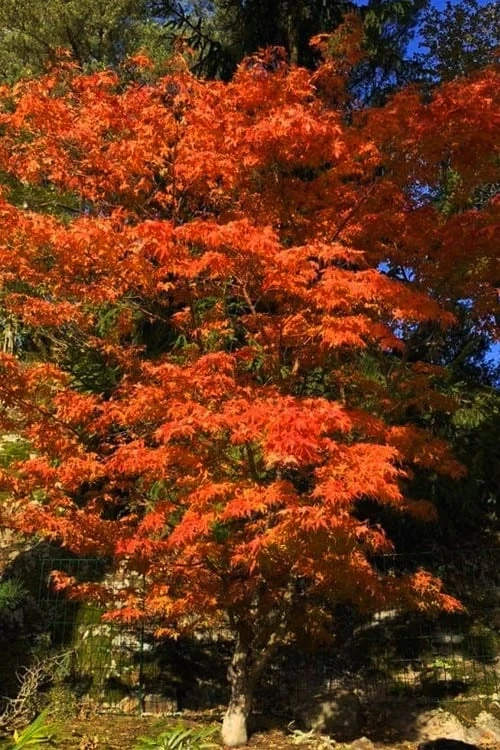 Katsura Japanese Maple - 3 Gallon Pot 6 Katsura Japanese Maple - 3 Gallon Pot - Image 4