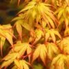 Katsura Japanese Maple - 3 Gallon Pot -Orchard Essence Japanese Maple Katsura 7