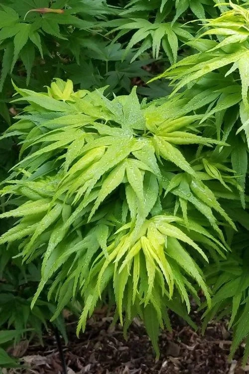Mikawa Yatsubusa Japanese Maple - 2 Gallon Pot 3 Mikawa Yatsubusa Japanese Maple - 2 Gallon Pot