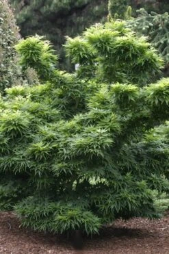 Mikawa Yatsubusa Japanese Maple - 5 Gallon Pot -Orchard Essence Japanese Maple Mikawa Yatsubusa 8