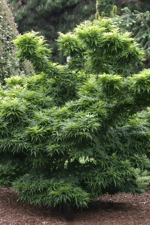 Mikawa Yatsubusa Japanese Maple - 3 Gallon Pot 8 Mikawa Yatsubusa Japanese Maple - 3 Gallon Pot - Image 6