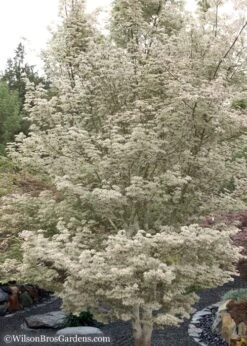 Ukigumo Floating Cloud Ghost Japanese Maple - 7 Gallon Pot 13 Ukigumo Floating Cloud Ghost Japanese Maple - 7 Gallon Pot -Orchard Essence Japanese Maple Okigumo 15