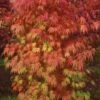 Orange Flame Japanese Maple - 2 Gallon Pot -Orchard Essence Japanese Maple Orange Flame 10