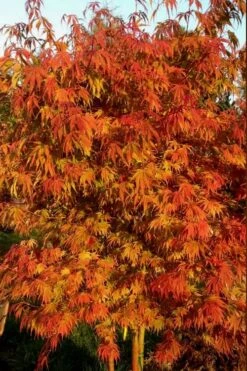Orange Flame Japanese Maple - 2 Gallon Pot -Orchard Essence Japanese Maple Orange Flame 12