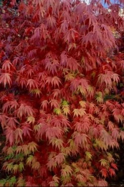 Orange Flame Japanese Maple - 2 Gallon Pot -Orchard Essence Japanese Maple Orange Flame 13