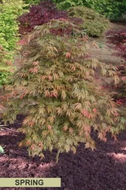 Orange Flame Japanese Maple - 2 Gallon Pot -Orchard Essence Japanese Maple Orange Flame Spring Color