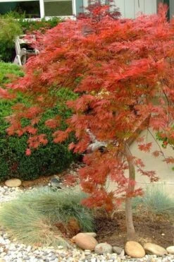 Orangeola Weeping Japanese Maple - 1 Gallon Pot 11 Orangeola Weeping Japanese Maple - 1 Gallon Pot -Orchard Essence Japanese Maple Orangeola 1 1
