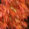 Orangeola Weeping Japanese Maple - 3 Gallon Pot (2-3') 1 Orangeola Weeping Japanese Maple - 3 Gallon Pot (2-3') -Orchard Essence Japanese Maple Orangeola 2 1