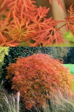 'Orangeola' Weeping Japanese Maple - Spiral Trunk - 3 Gallon Pot -Orchard Essence Japanese Maple Orangeola 3 2