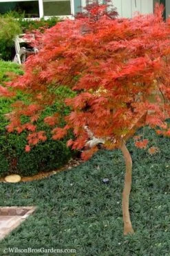 Orangeola Weeping Japanese Maple - 1 Gallon Pot (High Grafted Tree Form) -Orchard Essence Japanese Maple Orangeola High Branch 1